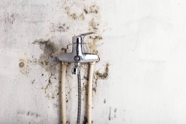 Best Local Mold Removal Service  in Hanley Hills, MO