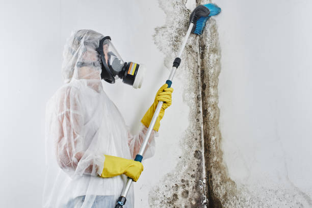 Professional Mold Removal in Hanley Hills, MO
