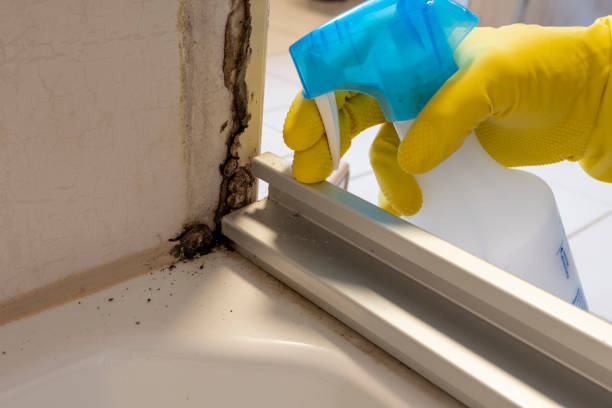 Best Mold Removal and Inspection  in Hanley Hills, MO