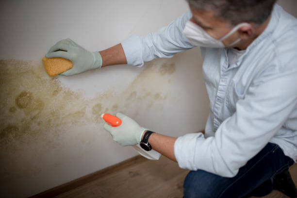 Best Toxic Mold Removal  in Hanley Hills, MO
