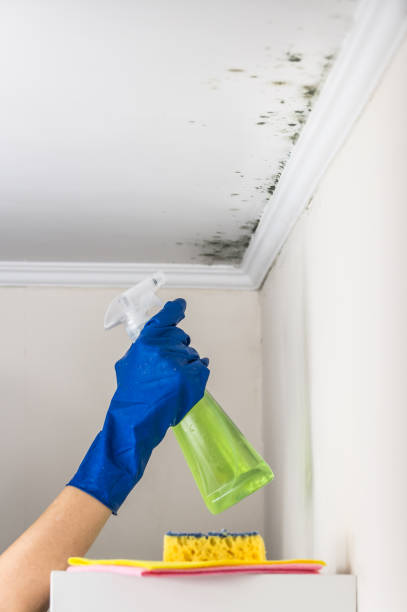 Best Black Mold Removal  in Hanley Hills, MO